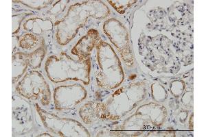 Image no. 1 for anti-TAO Kinase 2 (TAOK2) (AA 831-930) antibody (ABIN522801)