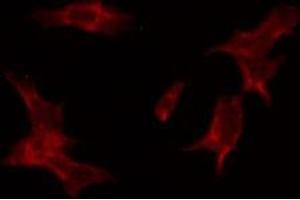 LASS4 antibody  (N-Term)