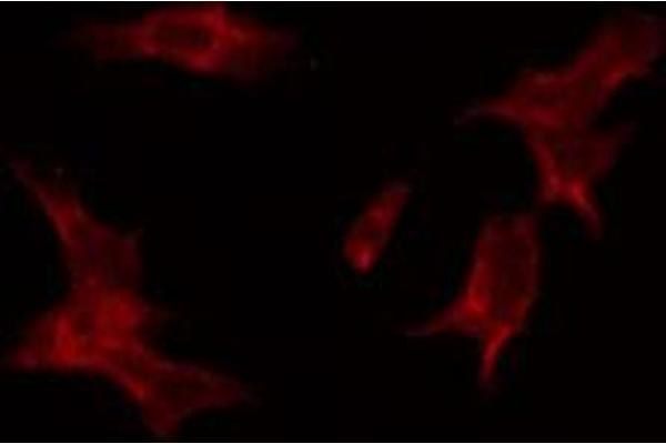 LASS4 antibody  (N-Term)