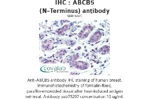 Image no. 1 for anti-ATP-Binding Cassette, Sub-Family B (MDR/TAP), Member 5 (ABCB5) (N-Term) antibody (ABIN2852409)