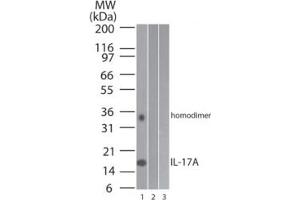 Image no. 1 for anti-Interleukin 17A (IL17A) (AA 1-75) antibody (ABIN1490779)