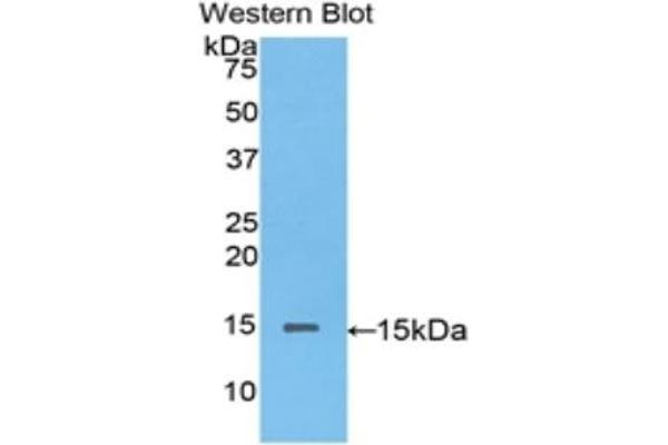 Biglycan Antikörper  (AA 53-166)