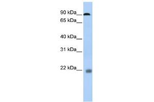 Image no. 1 for anti-Nuclear Factor of Activated T-Cells, Cytoplasmic, Calcineurin-Dependent 1 (NFATC1) (N-Term) antibody (ABIN2780747)