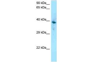 Image no. 1 for anti-Coagulation Factor II (thrombin) Receptor-Like 1 (F2RL1) (C-Term) antibody (ABIN2788314)