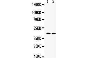 Image no. 6 for anti-Aquaporin 4 (AQP4) (AA 295-323), (C-Term) antibody (ABIN3043789)