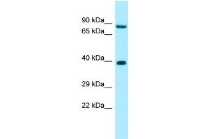Image no. 1 for anti-Ribonuclease P/MRP 30kDa Subunit (RPP30) (C-Term) antibody (ABIN2789903)