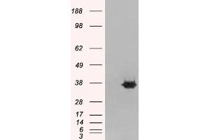 Image no. 2 for anti-Mortality Factor 4 Like 2 (MORF4L2) (N-Term) antibody (ABIN184732)