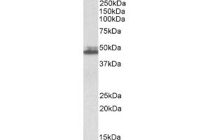 Image no. 2 for anti-SH3-Domain GRB2-Like 1 (SH3GL1) (Internal Region) antibody (ABIN625816)