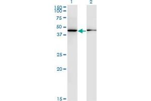 anti-Allantoicase (ALLC) (AA 235-344) antibody