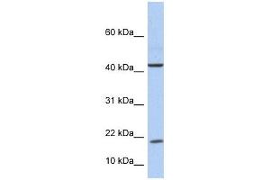 Image no. 1 for anti-Interleukin 9 (IL9) (Middle Region) antibody (ABIN634807)
