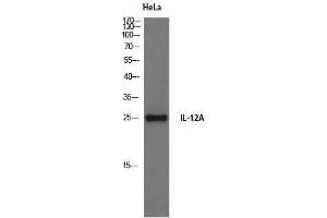 Image no. 1 for anti-Interleukin 12 alpha (IL12A) (Internal Region) antibody (ABIN3185157)
