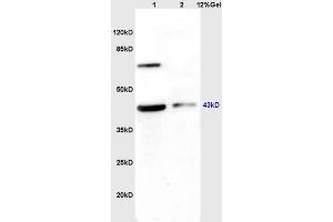 SDS-PAGE (SDS) image for anti-Wingless-Type MMTV Integration Site Family, Member 2B (WNT2B) (AA 301-391) antibody (ABIN675728)