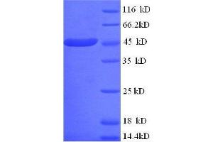 SDS-PAGE (SDS) image for Creatine Kinase, Mitochondrial 1, Ubiquitous (CKMT1) (AA 40-417), (full length) protein (His tag) (ABIN1046872)