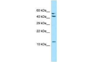 Image no. 1 for anti-Mitochondrial Ribosomal Protein L41 (MRPL41) (C-Term) antibody (ABIN2790422)