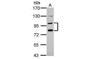 Image no. 1 for anti-Protocadherin alpha 6 (PCDHA6) (AA 84-387) antibody (ABIN1500052)