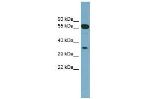 GLOD4 Antikörper  (Middle Region)
