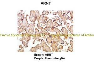 Image no. 3 for anti-Aryl Hydrocarbon Receptor Nuclear Translocator (ARNT) (C-Term) antibody (ABIN2777195)
