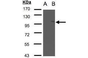 Image no. 2 for anti-Neutral Sphingomyelinase (N-SMase) Activation Associated Factor (NSMAF) (Internal Region) antibody (ABIN2855689)