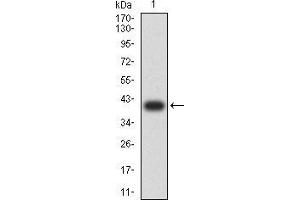 Image no. 2 for anti-Keratin 19 (KRT19) (AA 274-400) antibody (ABIN5542469)