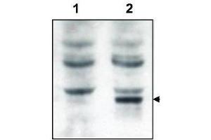 Western blot using  affinity purified anti-Tamalin to detect over-expressed Tamalin in HEK293 cells (lane 2, arrowhead).