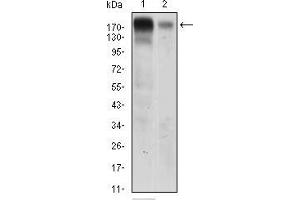 anti-Epidermal Growth Factor Receptor (EGFR) (AA 693-893) antibody