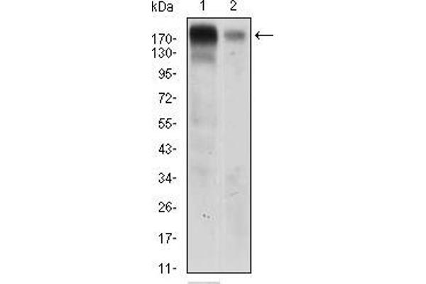 anti-Epidermal Growth Factor Receptor (EGFR) (AA 693-893) antibody