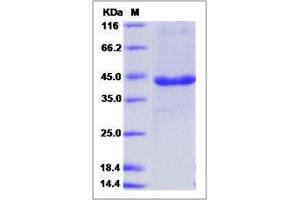Image no. 1 for Peroxisomal Biogenesis Factor 11 alpha (PEX11A) (AA 106-219) protein (Fc Tag) (ABIN2215994)