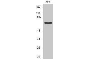 Image no. 1 for anti-Frizzled Family Receptor 3 (FZD3) (Internal Region) antibody (ABIN3184682)