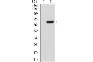 Image no. 3 for anti-Homeobox A9 (HOXA9) (AA 1-272) antibody (ABIN5542329)