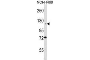 BEND3 Antibody (C-term) western blot analysis in NCI-H460 cell line lysates (35µg/lane).