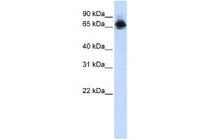 Image no. 2 for anti-Far Upstream Element (FUSE) Binding Protein 1 (FUBP1) (Middle Region) antibody (ABIN2776409)