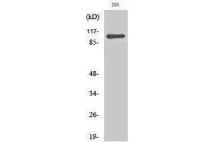 Image no. 1 for anti-Zinc Finger CCCH-Type Containing 7B (ZC3H7B) (C-Term) antibody (ABIN3180870)