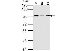Image no. 1 for anti-K(lysine) Acetyltransferase 2A (KAT2A) (C-Term) antibody (ABIN2854270)