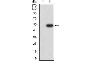 Image no. 3 for anti-Platelet-Derived Growth Factor Receptor, alpha Polypeptide (PDGFRA) (AA 179-361) antibody (ABIN5611262)