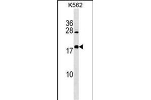 BEX4 Antibody (Center) (ABIN1538476 and ABIN2849466) western blot analysis in K562 cell line lysates (35 μg/lane).