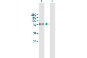 Western Blot analysis of ProSAPiP1 expression in transfected 293T cell line by ProSAPiP1 MaxPab polyclonal antibody.