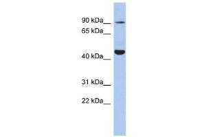 Image no. 1 for anti-Potassium Voltage-Gated Channel, Subfamily H (Eag-Related), Member 2 (KCNH2) antibody (ABIN633738)