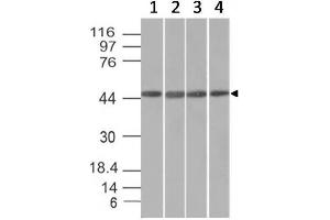 Image no. 1 for anti-F-Box Protein 5 (FBXO5) (AA 1-250) antibody (ABIN6939501)