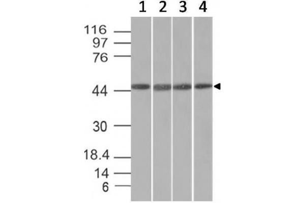 FBXO5 抗体  (AA 1-250)
