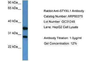 Image no. 2 for anti-serine/threonine/tyrosine Interacting-Like 1 (STYXL1) (Middle Region) antibody (ABIN2788428)