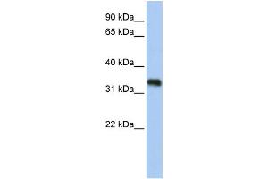 GLYATL3 antibody  (N-Term)