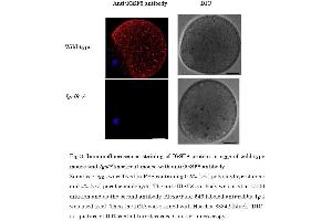 Image no. 12 for anti-Immunoglobulin Superfamily, Member 8 (IGSF8) (full length) antibody (ABIN2452036)