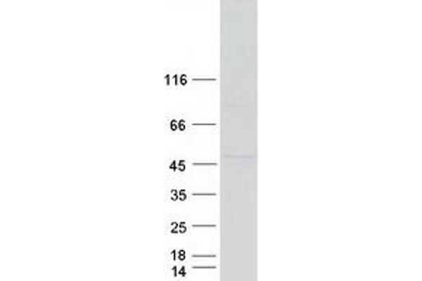 BFSP2 Protein (Myc-DYKDDDDK Tag)
