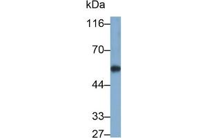 CYP1A1 antibody  (AA 251-521)
