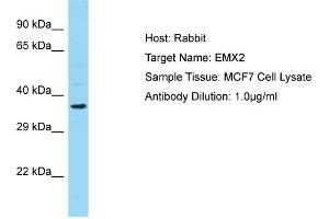 Image no. 1 for anti-Empty Spiracles Homeobox 2 (EMX2) (N-Term) antibody (ABIN2777391)