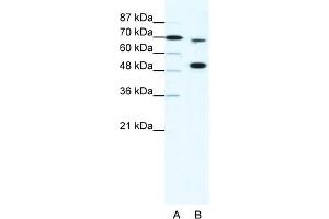 Image no. 1 for anti-Histone-Lysine N-Methyltransferase MLL4 (MLL4) (N-Term) antibody (ABIN2778080)