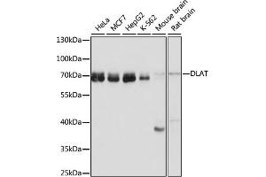 DLAT Antikörper  (AA 87-270)