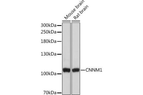 Cyclin M1 anticorps  (AA 692-951)