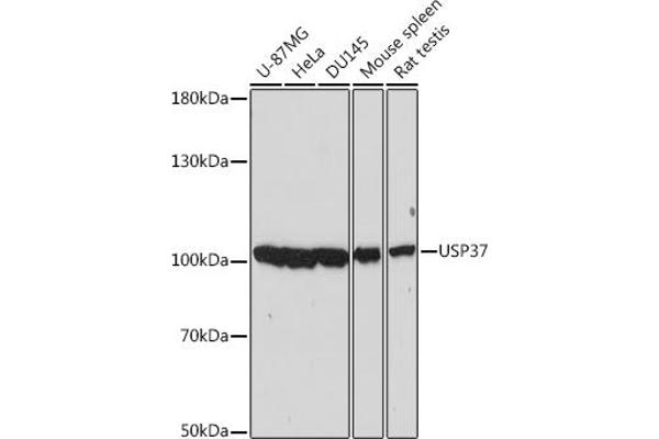 USP37 antibody  (AA 150-250)