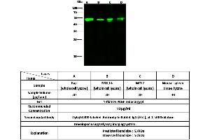 Image no. 1 for anti-Phosphogluconate Dehydrogenase (PGD) (AA 1-483) antibody (ABIN6924875)